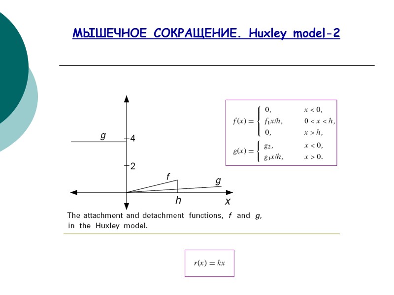 МЫШЕЧНОЕ СОКРАЩЕНИЕ. Huxley model-2